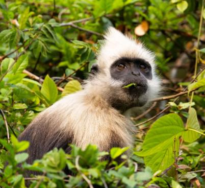 白头叶猴 白头叶猴